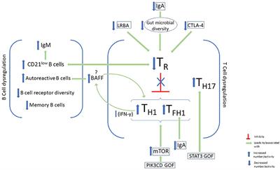 Current Understanding and Recent Developments in Common Variable Immunodeficiency Associated Autoimmunity